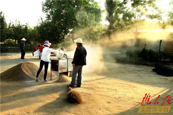 【視頻】麥收季節
