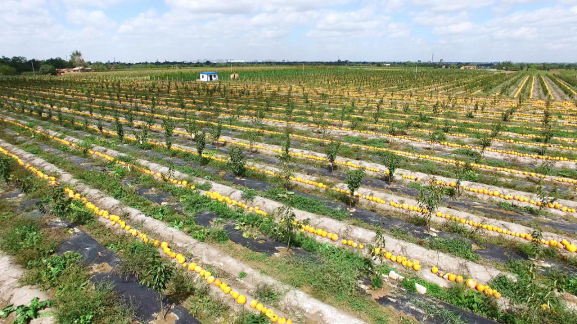 中慶農產品有限公司生產基地