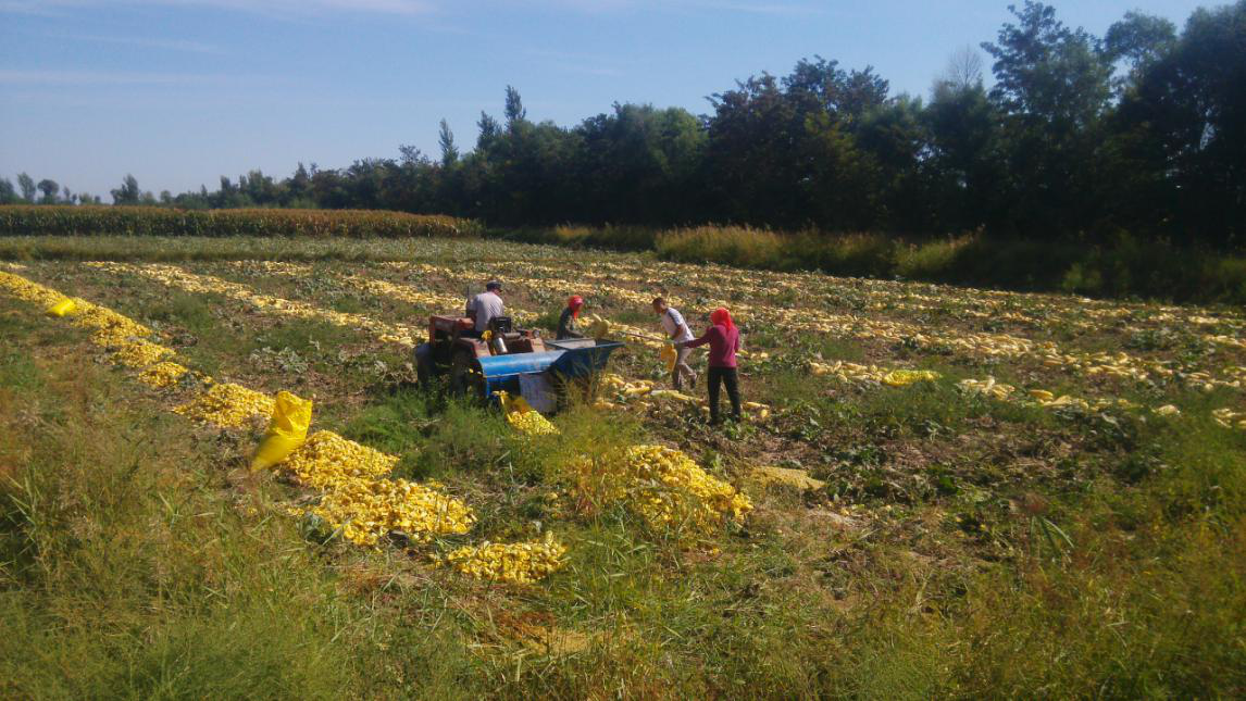 中慶農產品有限公司南瓜種植基地