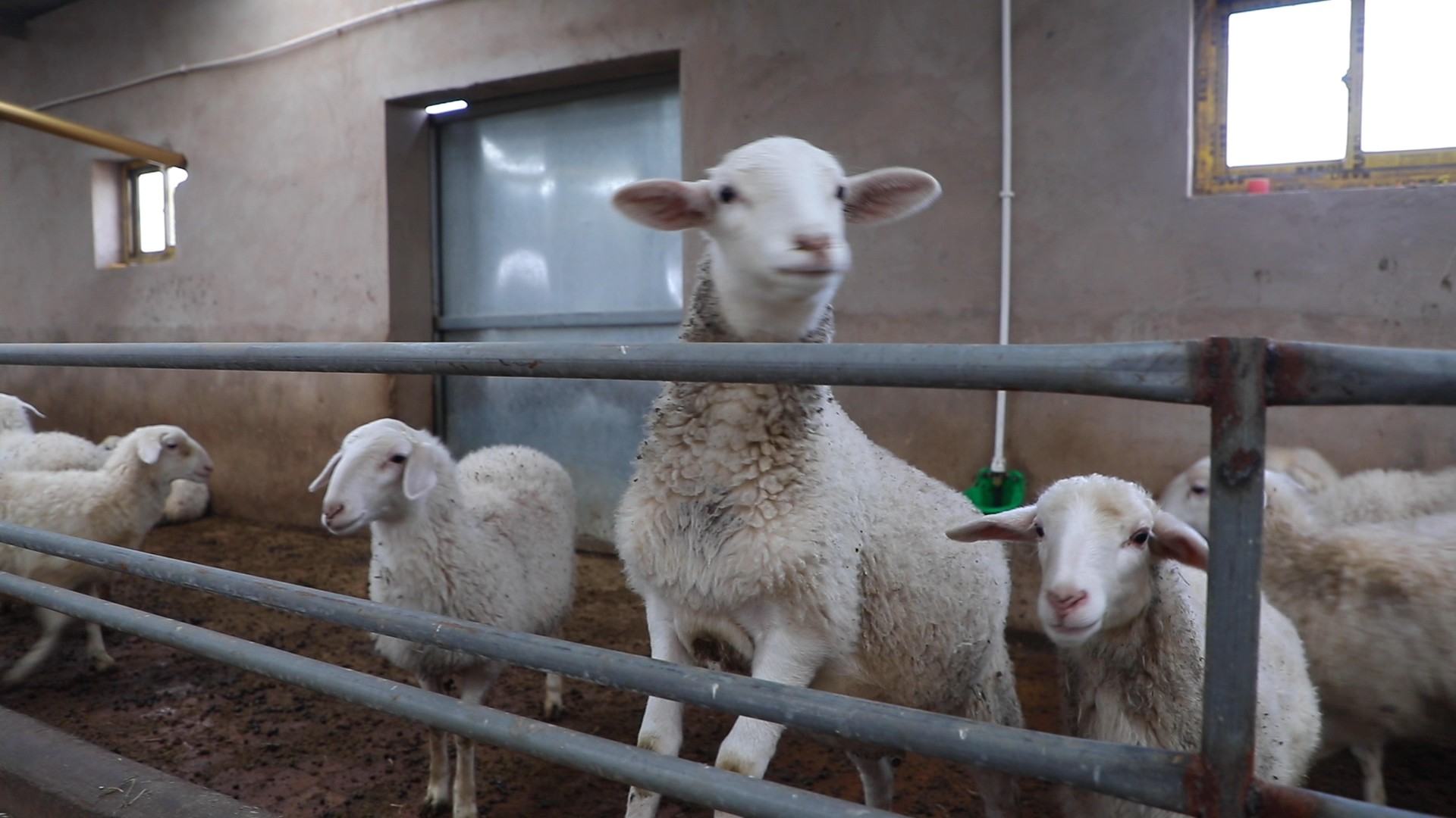 【新春走基層】跟我一起“喜養羊”