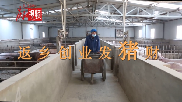 【新春走基層】劉龍：返鄉創業 養豬發財