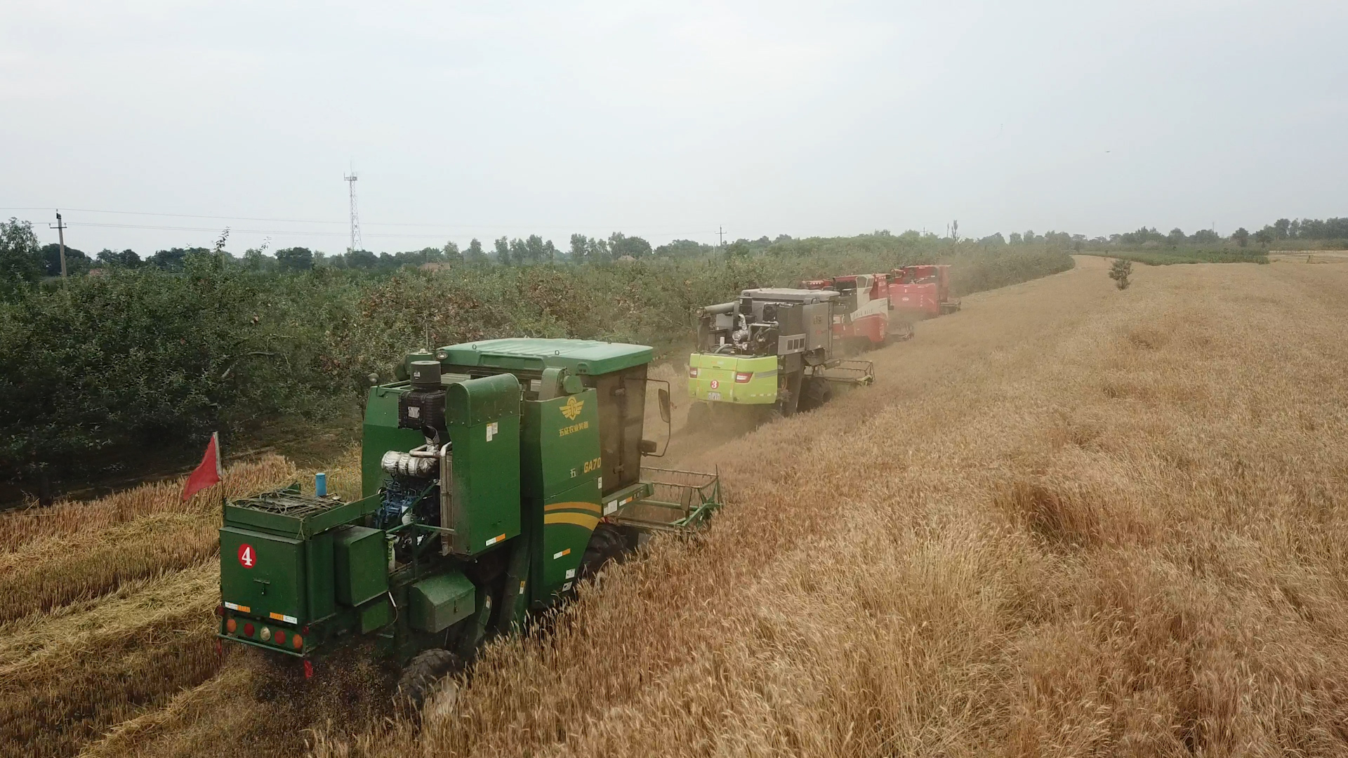 【第一眼】慶陽市180多萬畝冬小麥開鐮“三夏”生產拉開帷幕