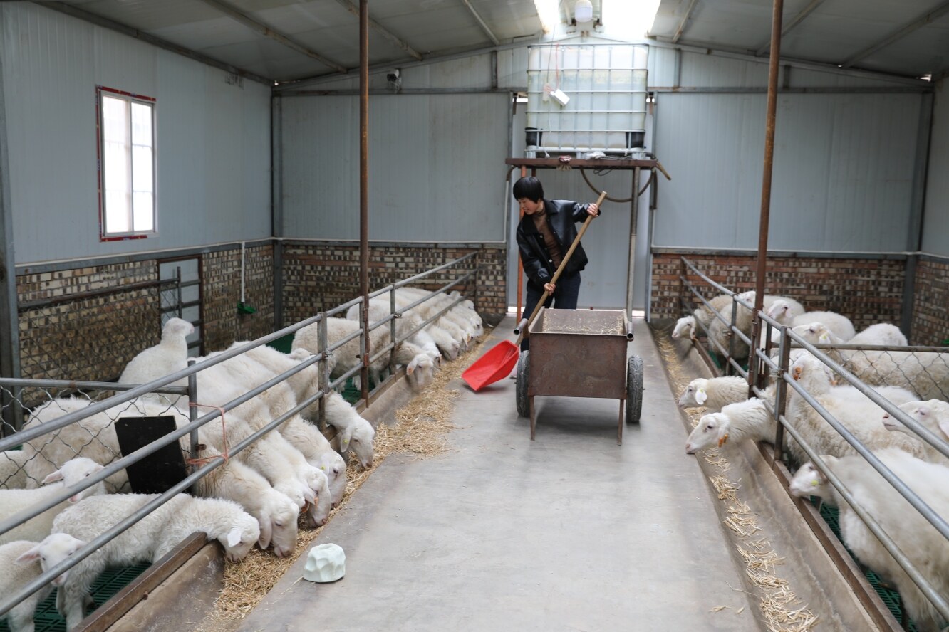 環縣曲子鎮西溝村養殖戶在給羊添草料。 隴東報全媒體 記者 李文 攝