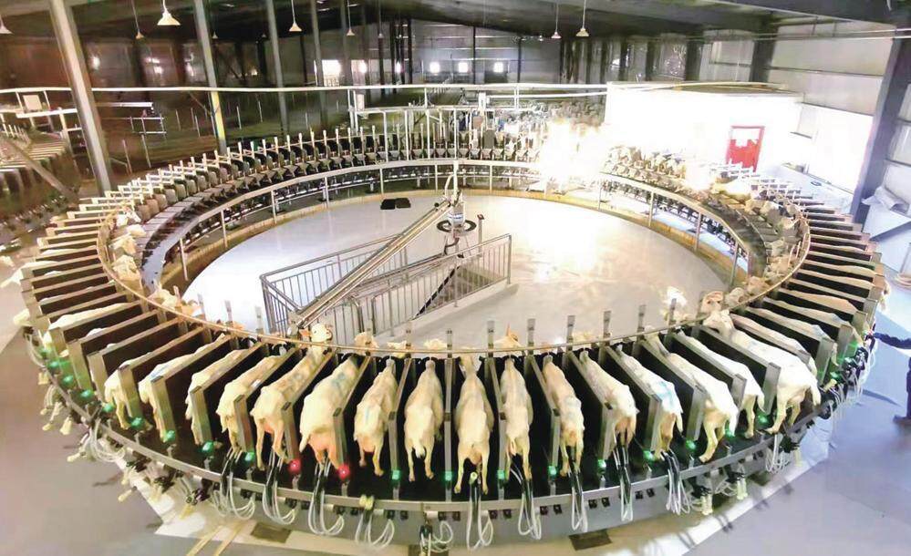 毛井鎮奶山羊繁育場