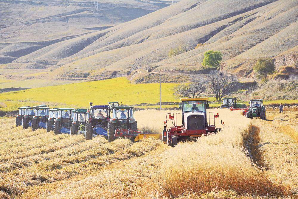 毛井鎮村民駕駛大型機械收割飼草