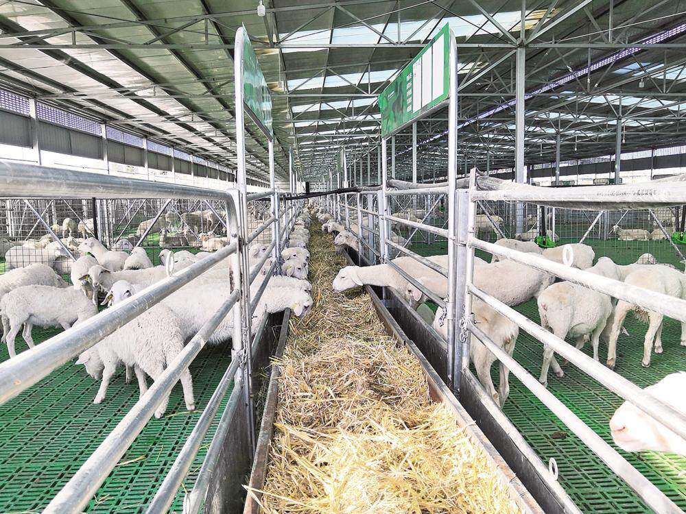 環縣慶環肉羊制種有限公司羊棚一瞥