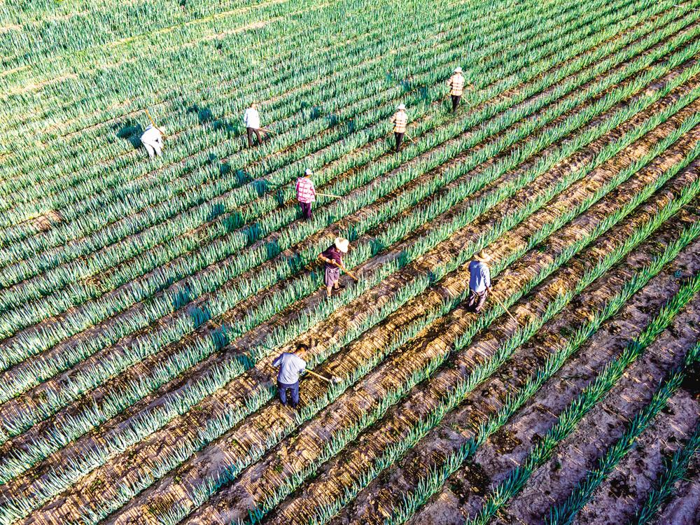 合水縣西華池鎮師家莊村的蔥田