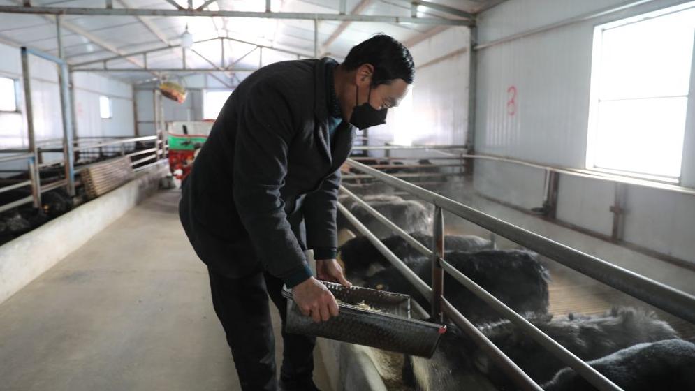 常振軍：讓隴東黑山羊成為環縣更靚麗的名片