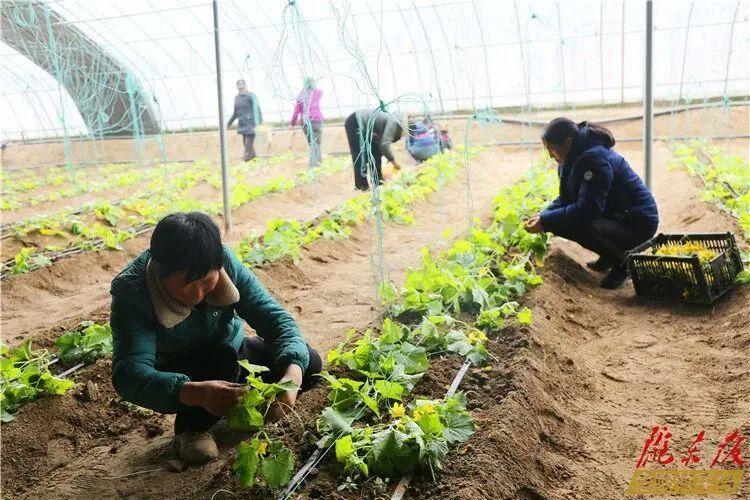 【新春走基層】大棚經濟振興鄉村 蔬菜產業強村富民