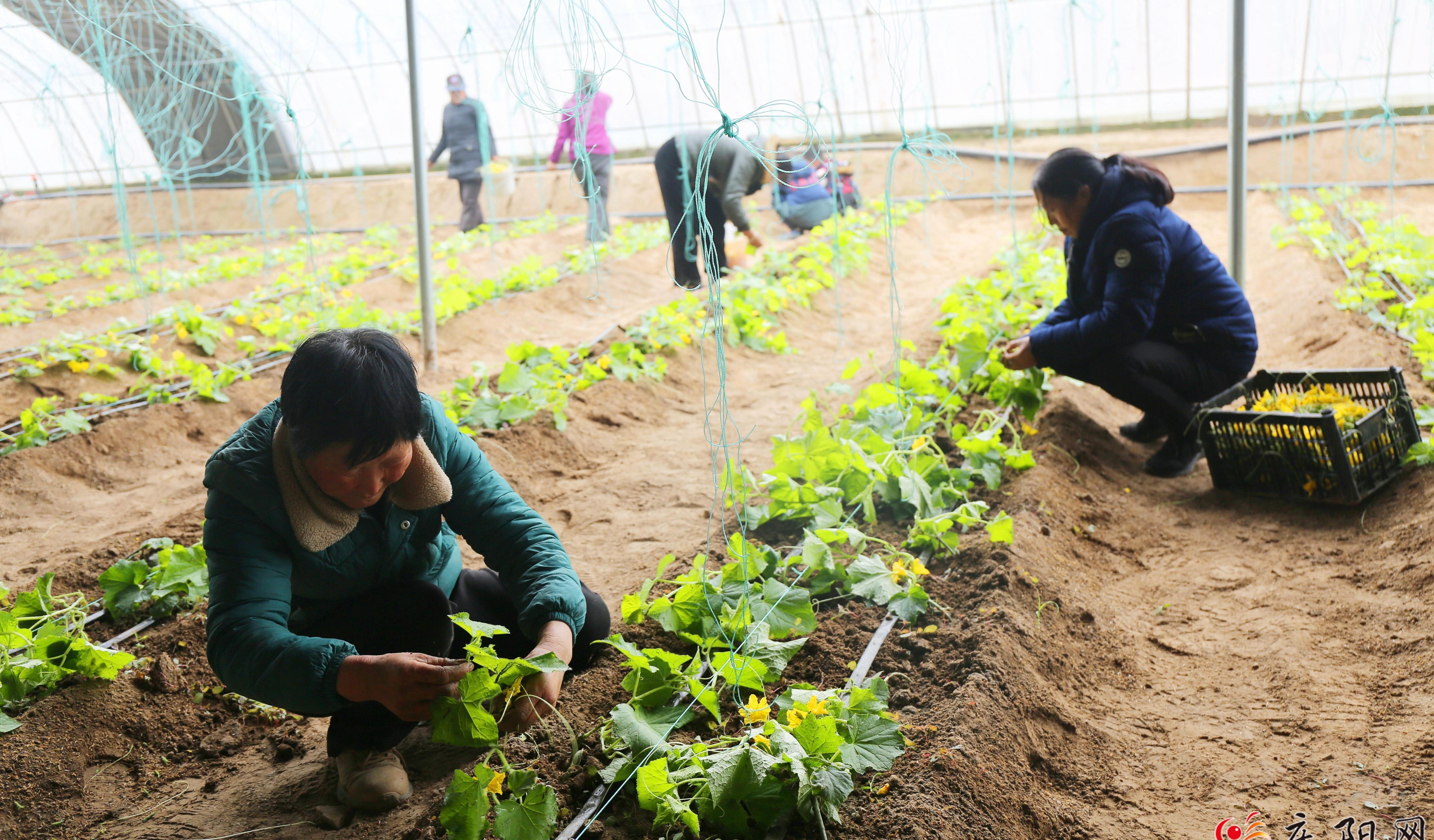 大棚經濟振興鄉村 蔬菜產業強村富民