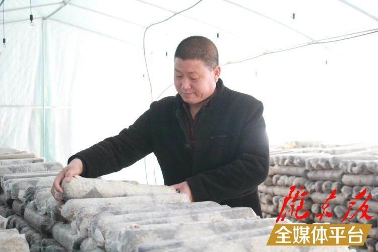 西峰區后官寨鎮司官寨村食用菌基地，工作人員在整理菌棒。本報記者 南力 攝