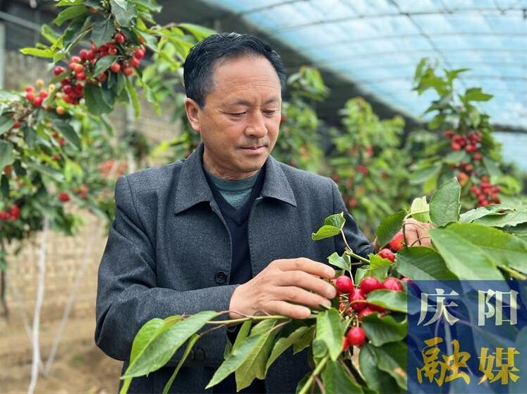 大櫻桃特色產業助力鄉村振興