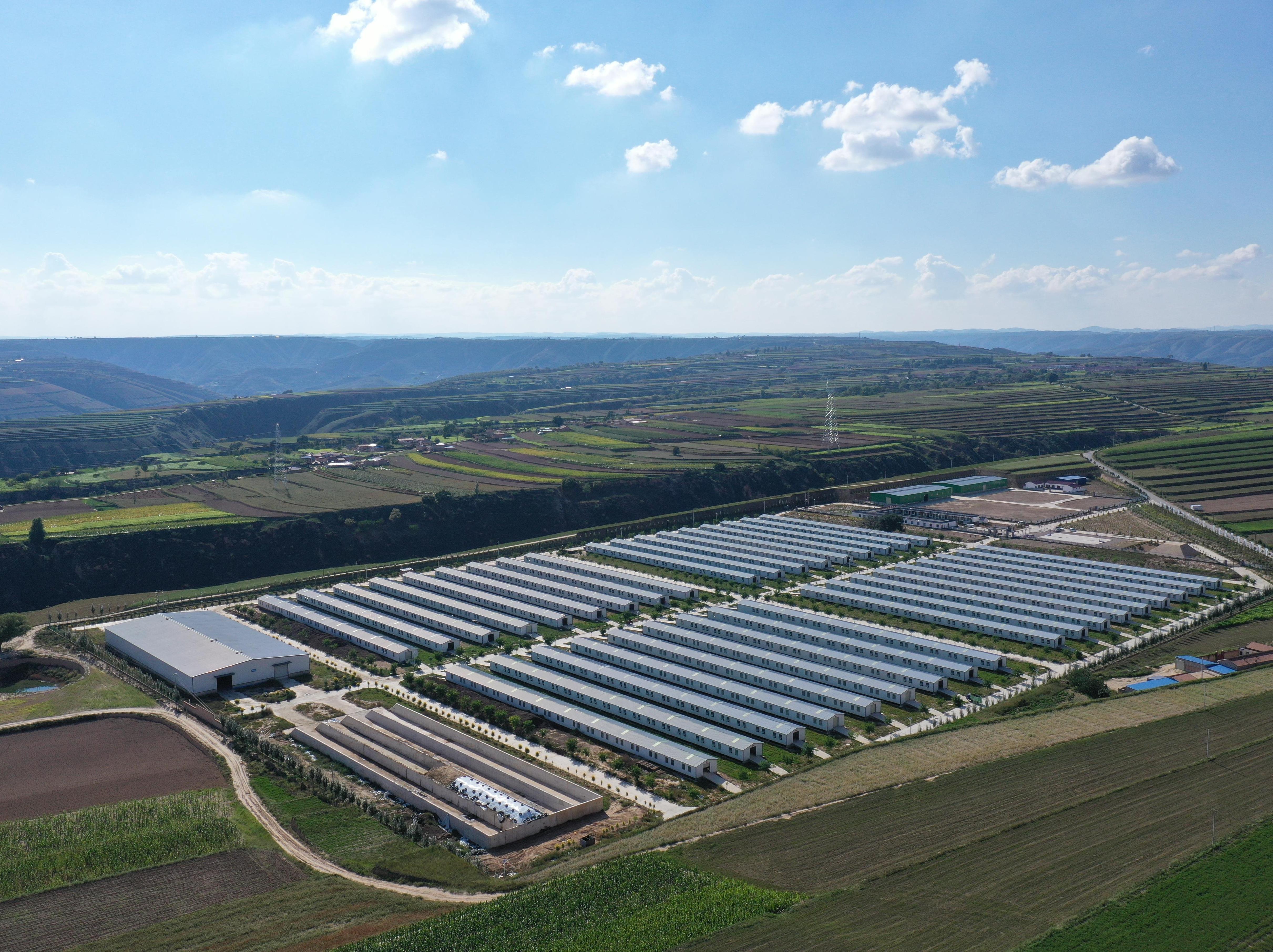 甘肅環縣：“全鏈條”賦能擦亮“中環肉羊”金字招牌