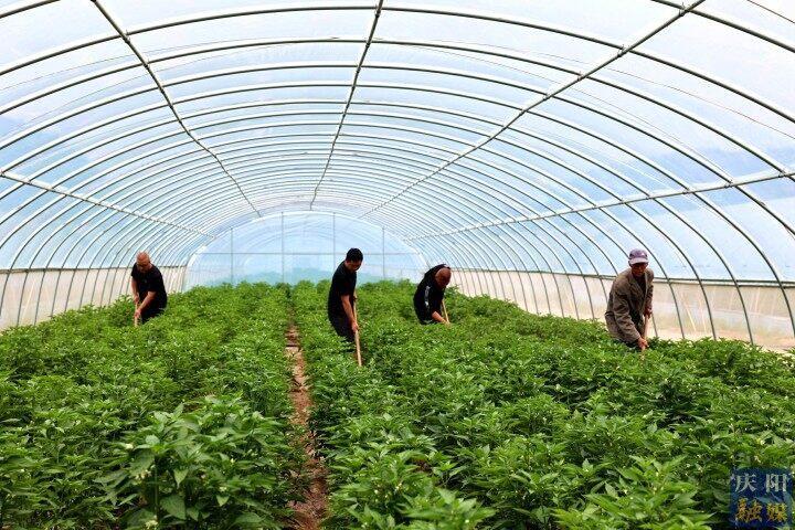 【走進希望的田野?華池縣】華池縣懷安鄉：千畝高原夏菜“蔬”寫鄉村振興新畫卷