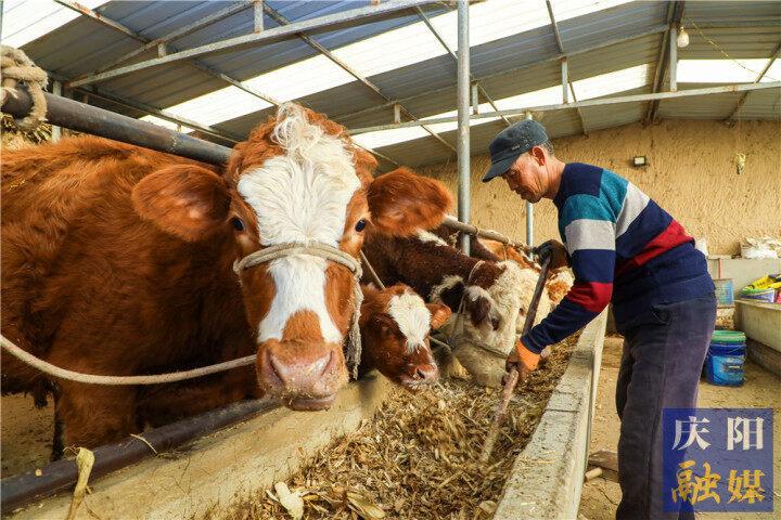 【鄉村行 看振興】華池縣五蛟鎮：“牛勁”足“牛業”旺