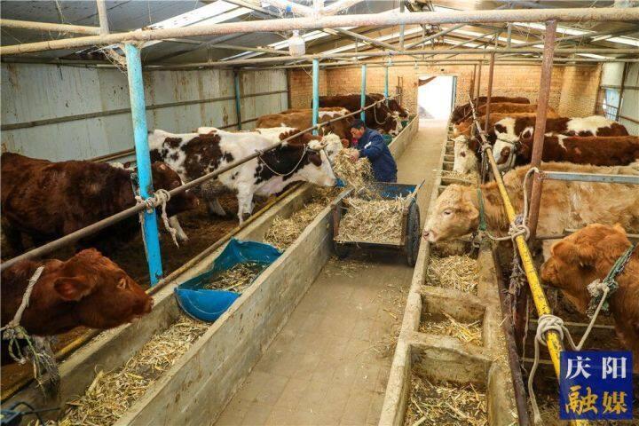 【鄉村行 看振興】華池縣五蛟鎮：牛羊產業興 振興動力足