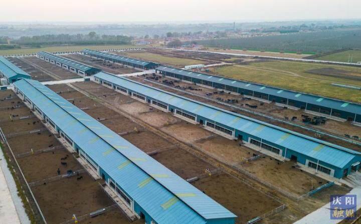 【鄉村行 看振興】鎮原縣平泉鎮：抓黨建促產業帶動鄉村全面振興