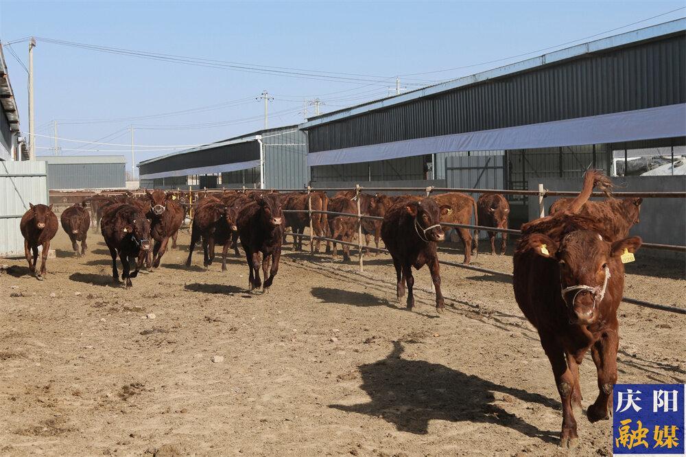 【鄉村行 看振興】寧縣肉牛產業為鄉村振興添“牛”勁