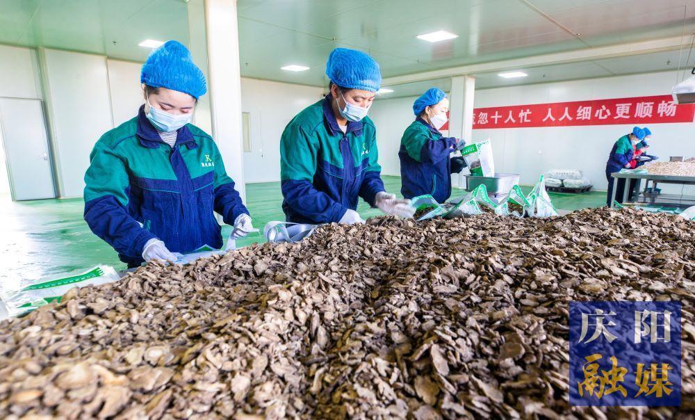 “六大產業”強動力 “群鳳還巢”開新業——寧縣推進鄉村振興工作紀實