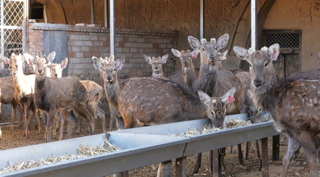 合水：特色養殖讓鄉村振興“畜”勢待發