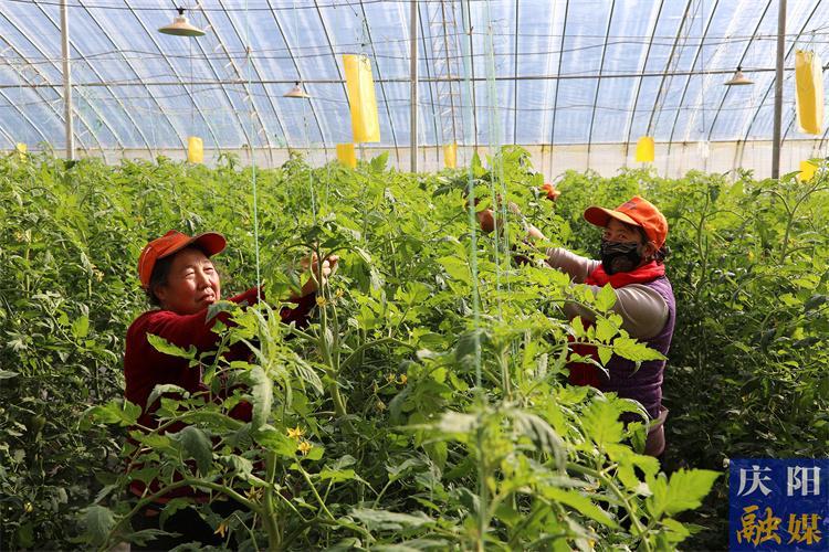 【農事提醒】慶陽市迎來持續性降雪過程  需做好設施大棚和圈舍防寒保暖