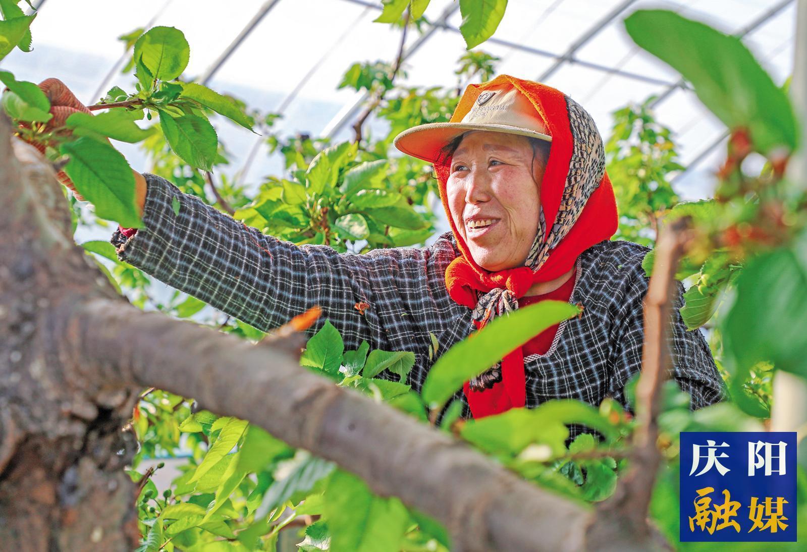 春到田間催人忙——西峰區春耕生產一線見聞