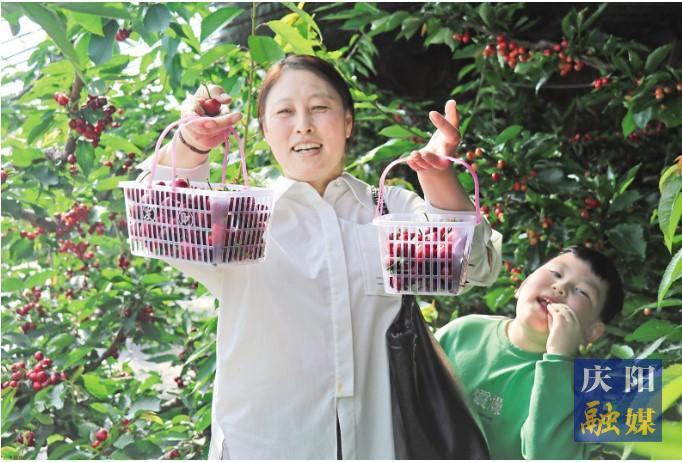 西峰區 櫻桃搶“春”上市帶熱鄉村采摘游