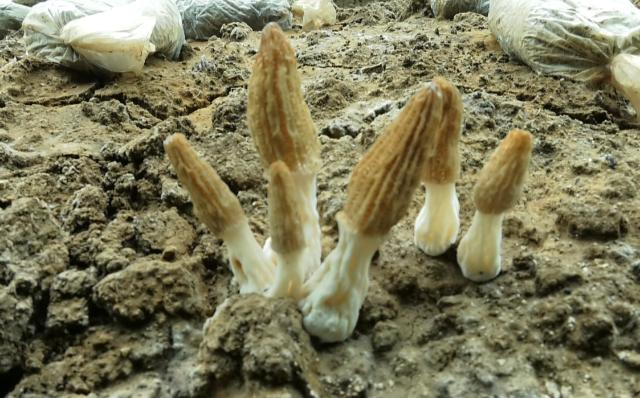 【春潮涌 繪新景】合水縣：龍頭企業帶動食用菌產業高質量發展