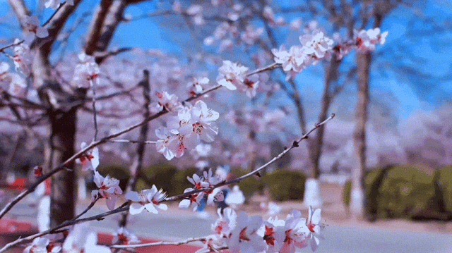 慶陽的春日，舉目晴明，一路春暖花開