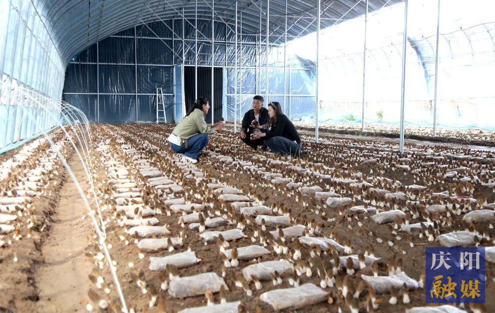 后官寨鎮 首次種植的14棚羊肚菌迎來采摘季