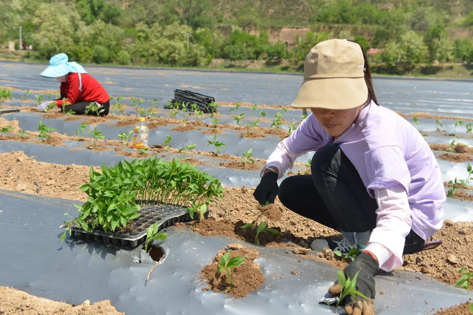 寧縣 小辣椒規模種植推動產業發展
