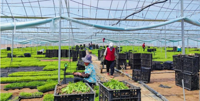 鎮原縣 農業生產忙 產業活力足