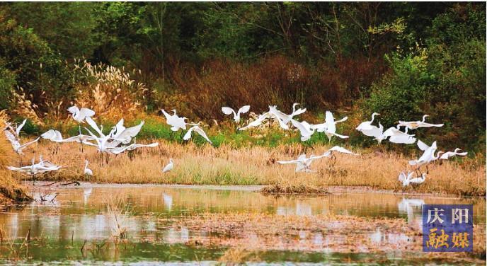 【生態慶陽】萬物并秀 和合共生——慶陽市積極推動生物多樣性保護取得新成效