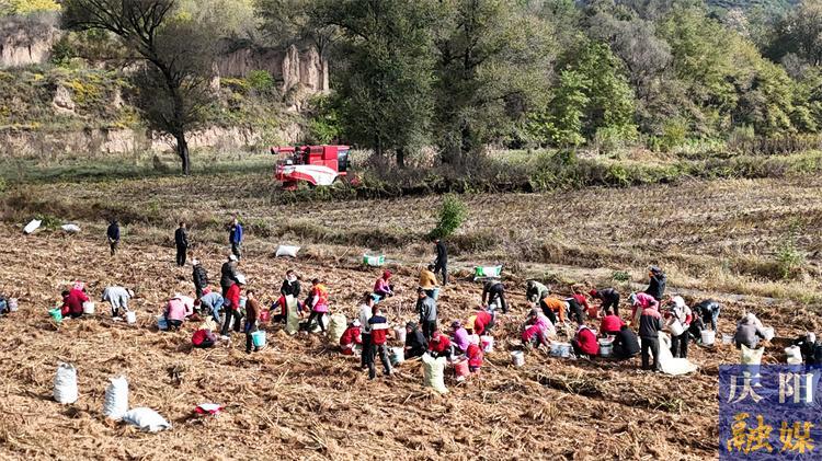 寧縣：洋姜喜獲豐收 特色瓜菜產業蓬勃發展