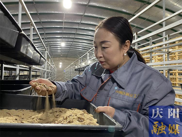 寧縣：大麥蟲養殖成為群眾增收新途徑