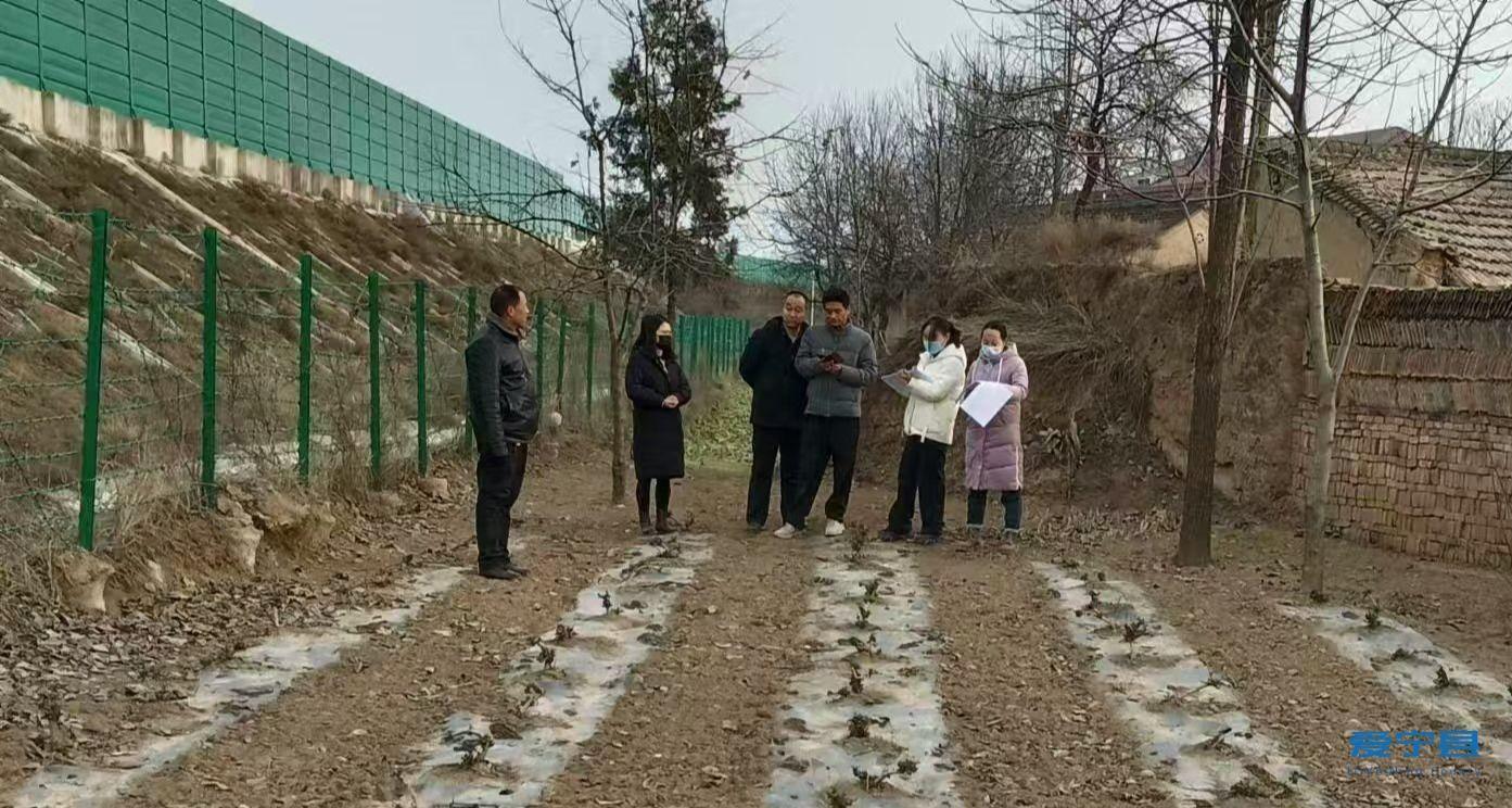 寧縣開展金銀花產業發展情況全面核驗工作