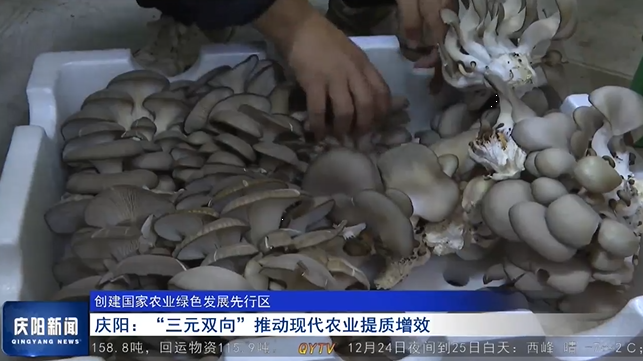 《慶陽新聞》2024年12月24日