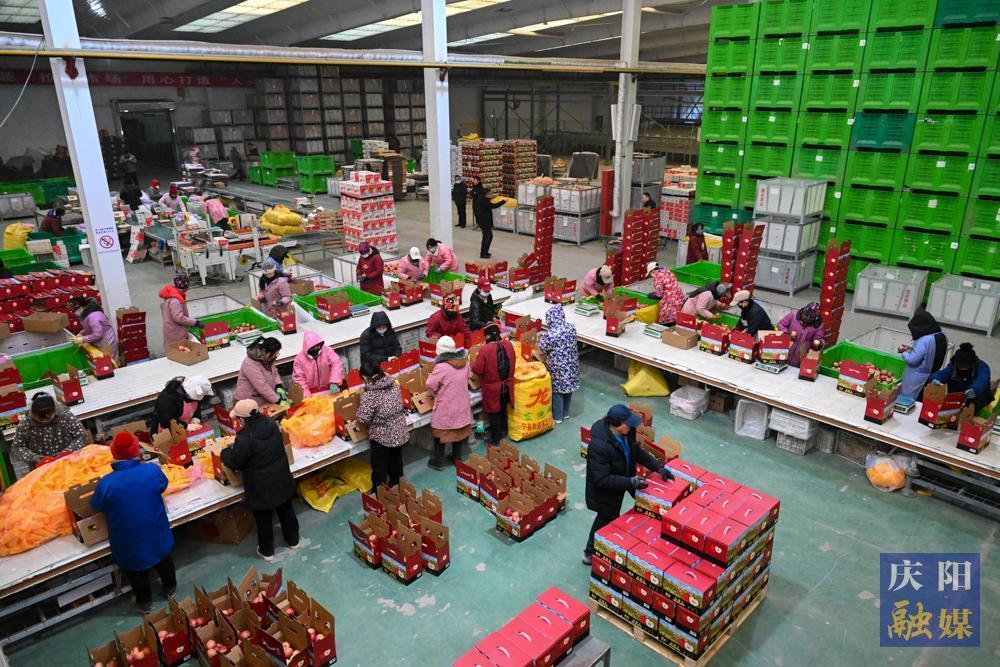 【新春走基層·攝影報道】寧縣：“春節檔”蘋果銷售掀高潮