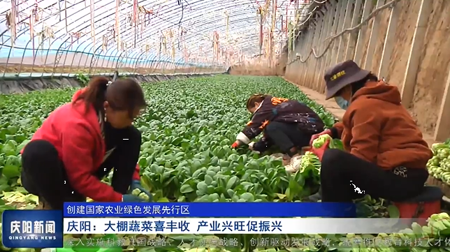 《慶陽新聞》2025年2月6日