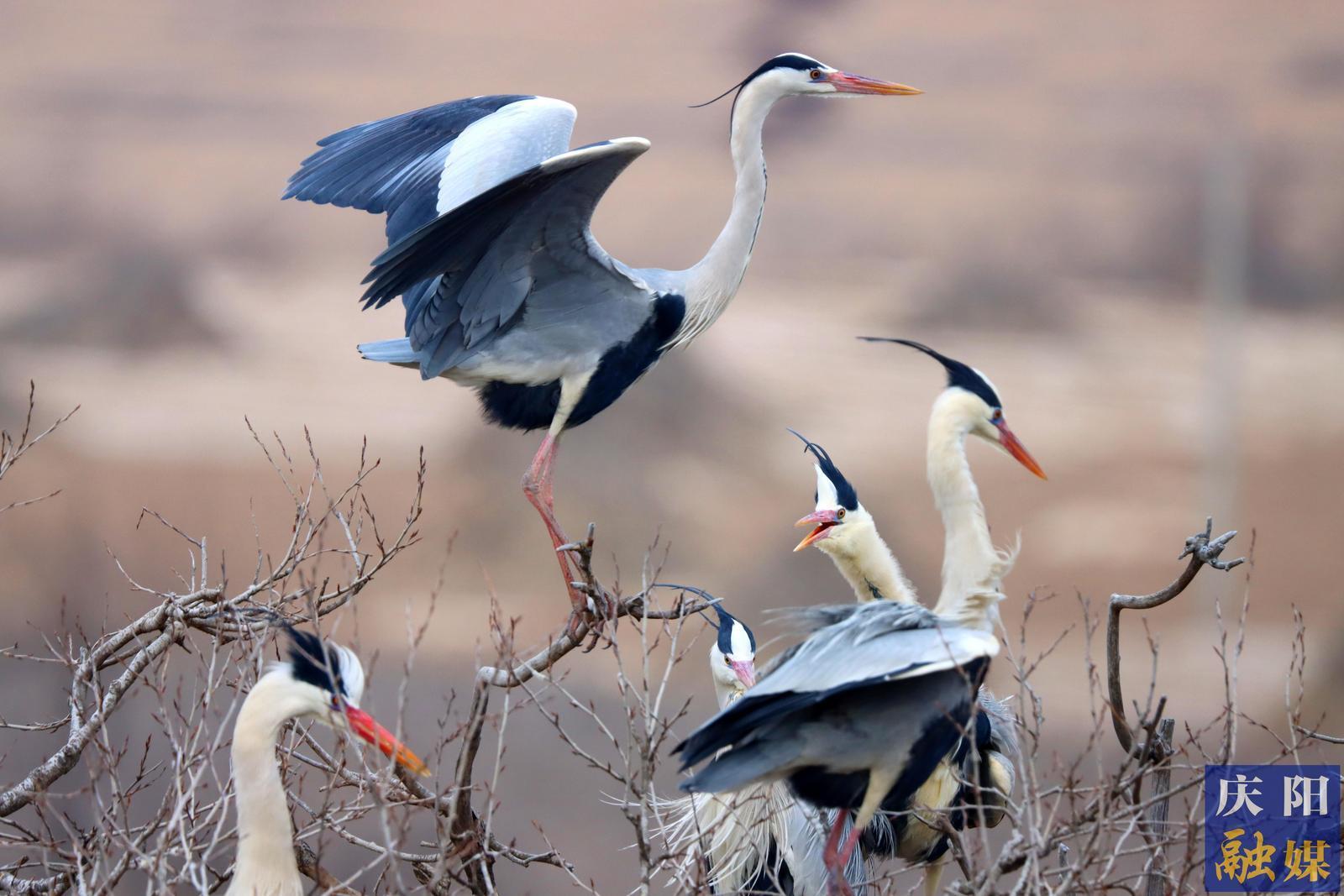 【攝影報道】甘肅合水：生態環境持續變好 蒼鷺如期歸巢
