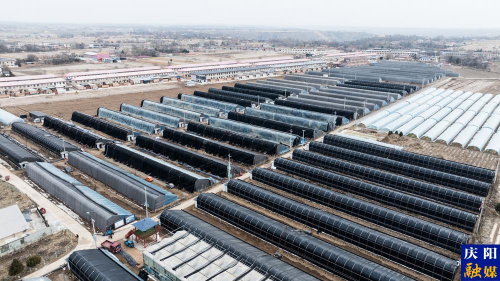 【攝影報道】鎮原：以菌為引，構建“三元雙向”循環農業新格局