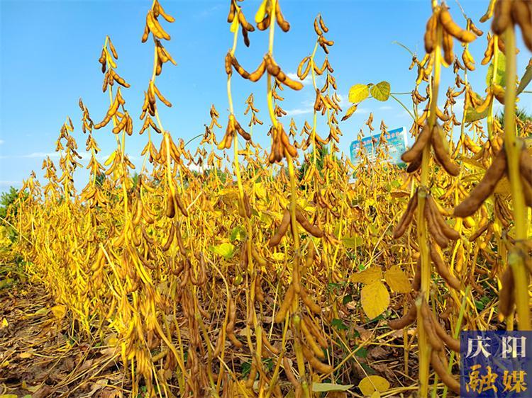 慶陽市自主選育的“慶科糯265” 和“慶科豆6號”通過省級品種審定