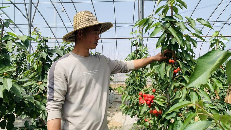 慶城：“小”櫻桃助推鄉村“大”振興