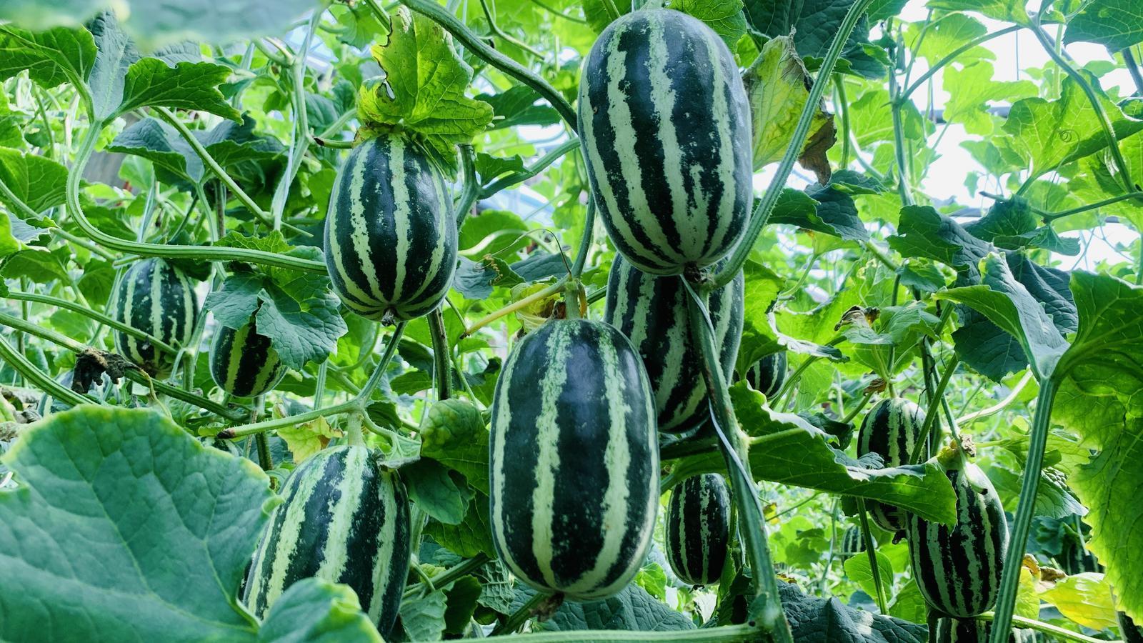 慶城縣玄馬鎮甜瓜搶“鮮”上市 助力農戶增收致富