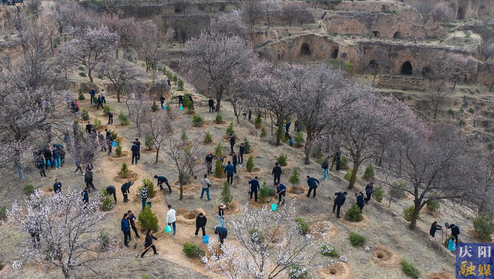 【攝影報道】再植新綠！慶陽市開展2025年義務植樹活動