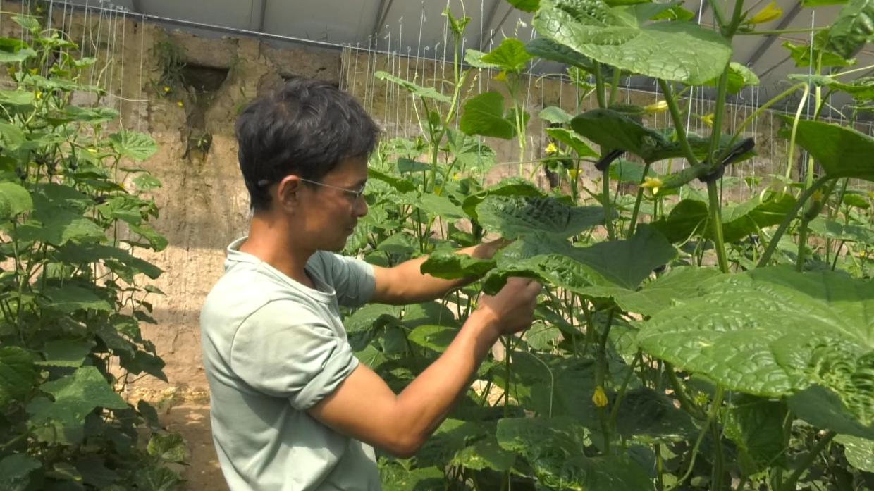 【鄉村行 看振興】合水：設施農業賦能 蔬菜產業跑出增效“加速度”