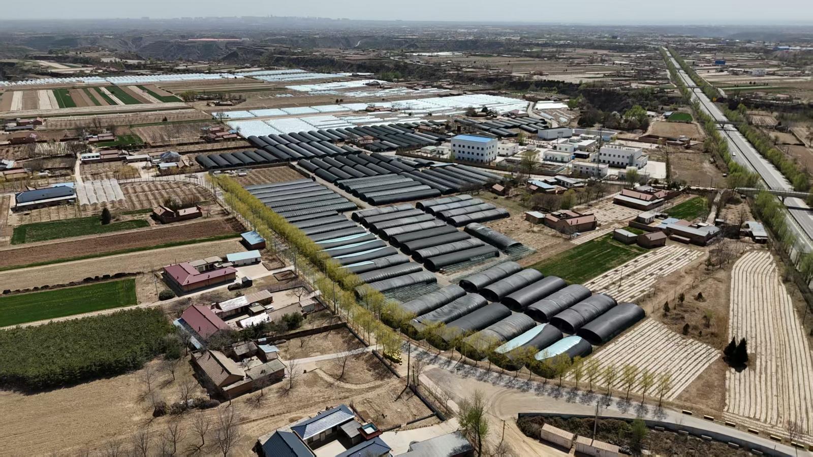 【春涌慶陽 塬上織錦】慶城縣：菌糧蔬“接力跑” 循環農業促增收