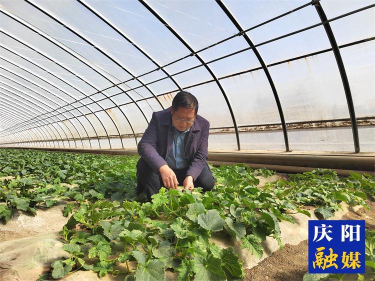 【報效祖國 建功西部】情系菜籃三十載 科技富農播大愛 ——記慶陽市農科院副院長、正高級農藝師肖正璐