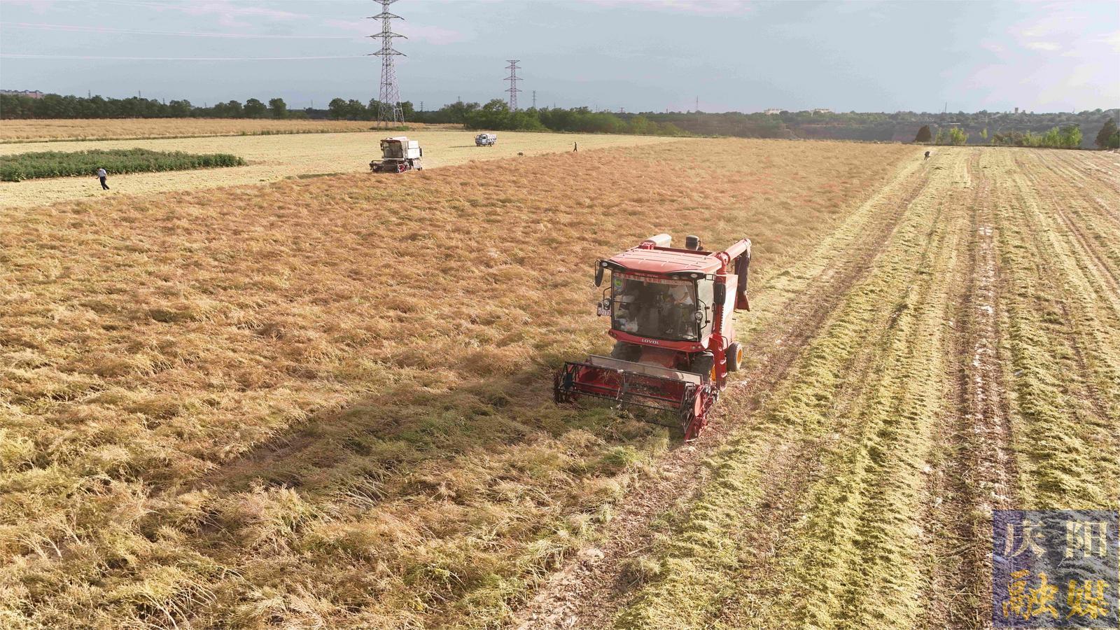 【攝影報道】寧縣10萬畝油菜迎來收獲期