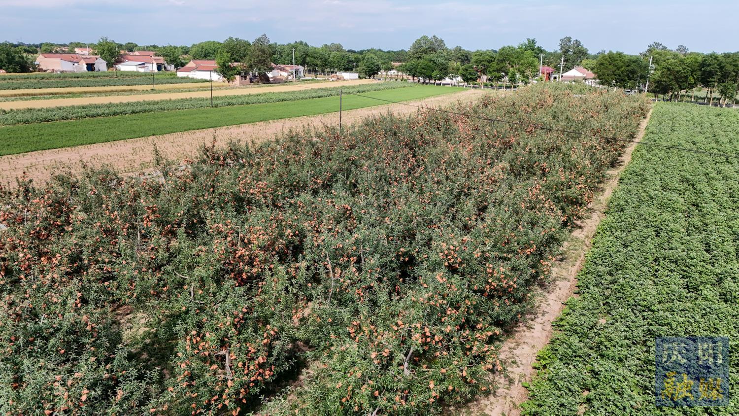 【攝影報道】寧縣蘋果套袋11萬畝